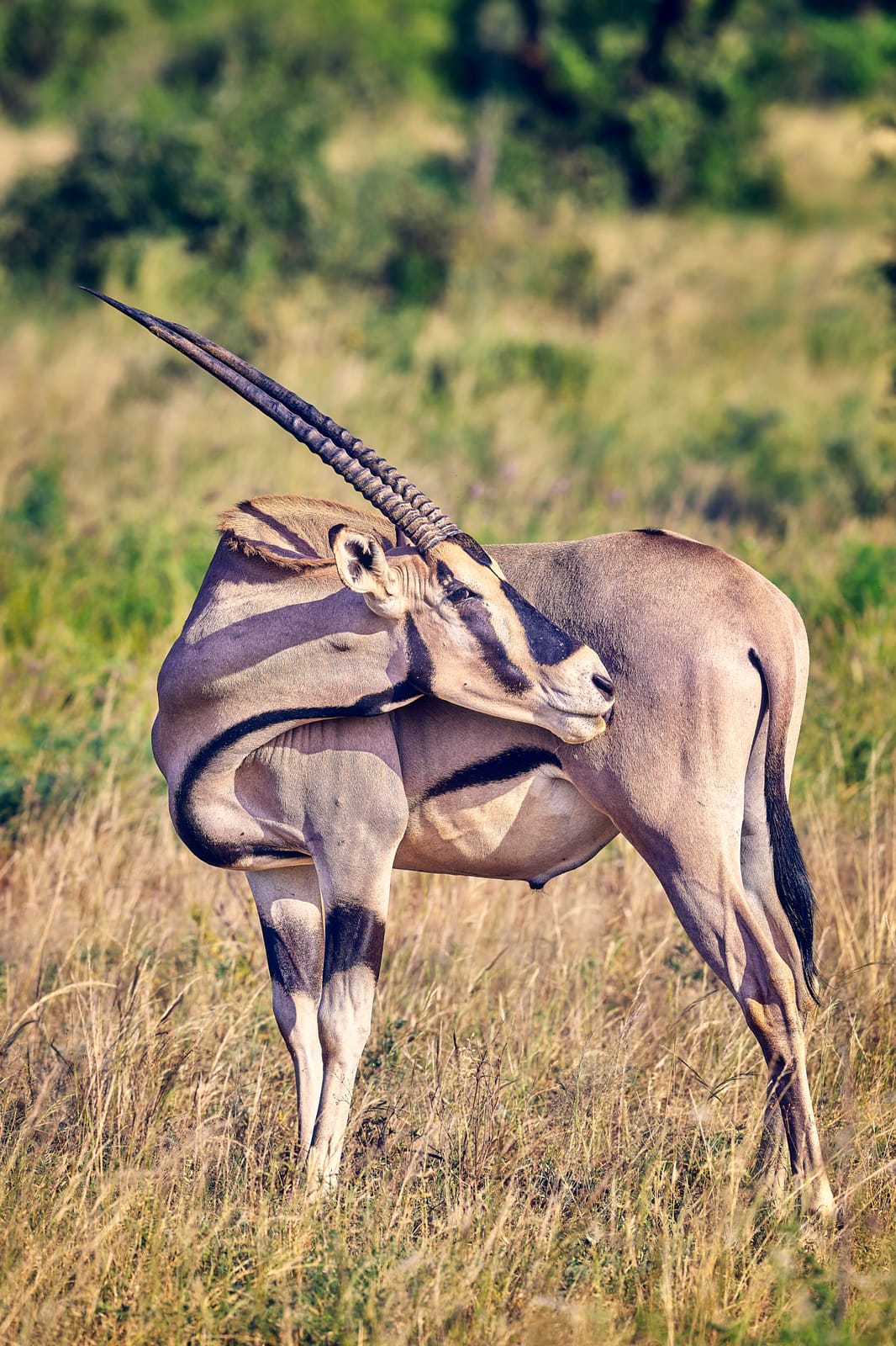 Oryx