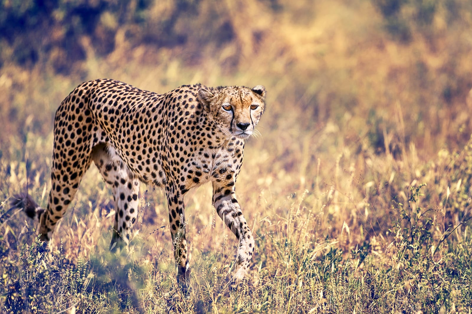En chasse