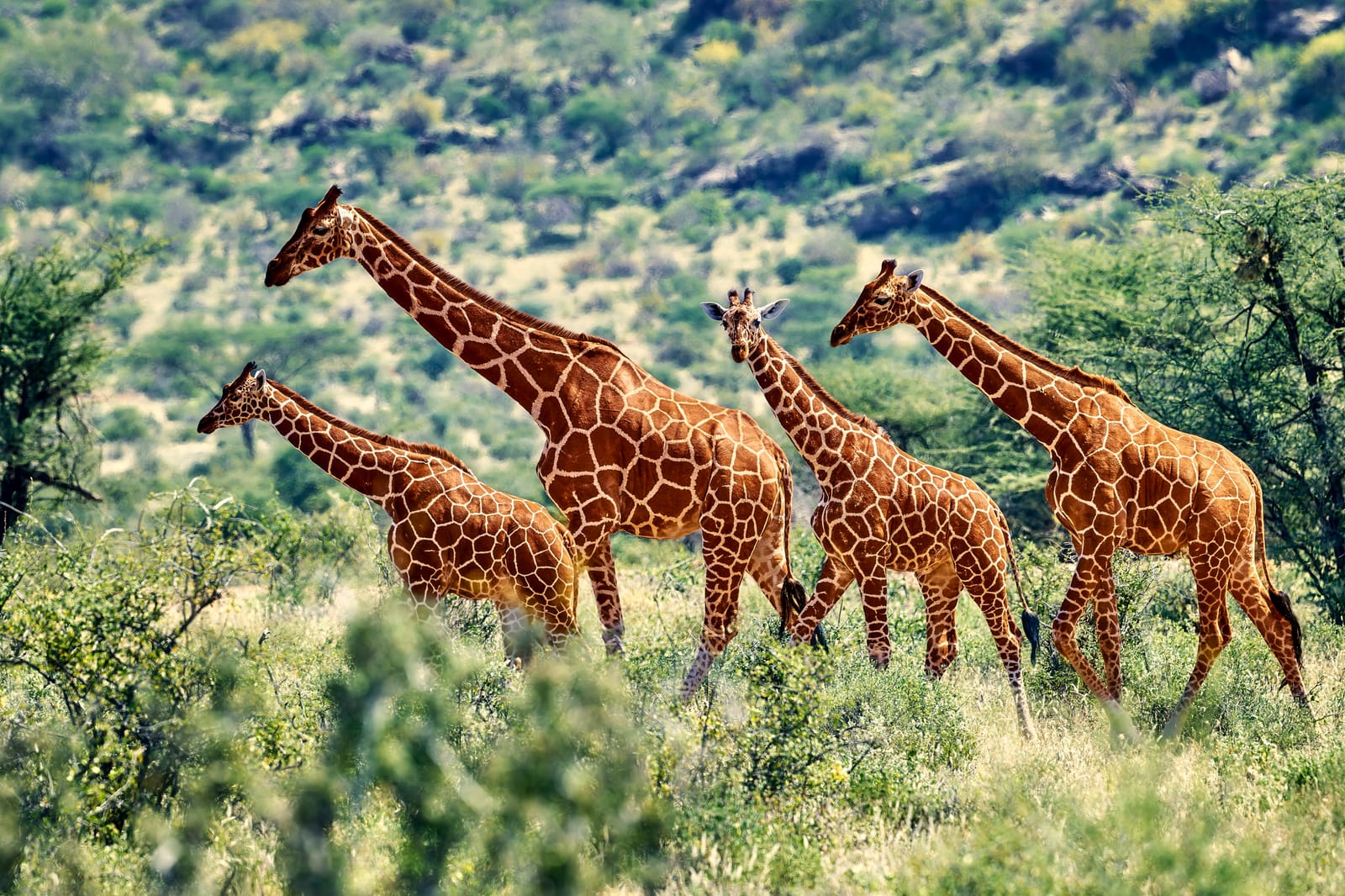 Girafes réticulées